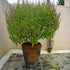 Ram Tulsi plants